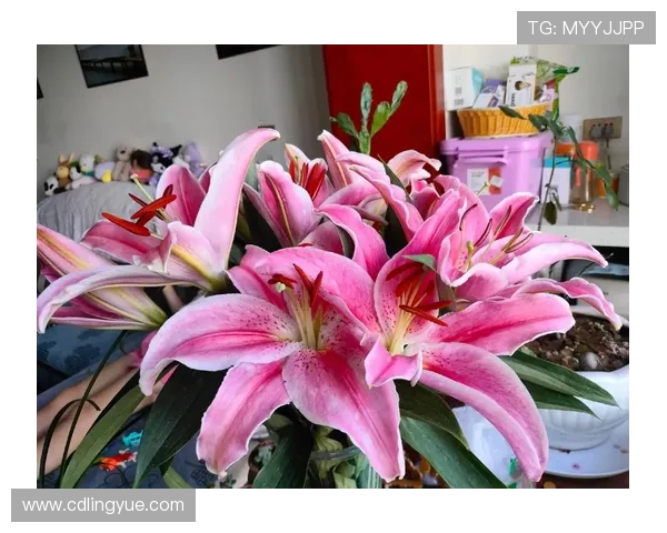 夏目理绪：不仅仅是笑容，更是治愈人心的温柔力量