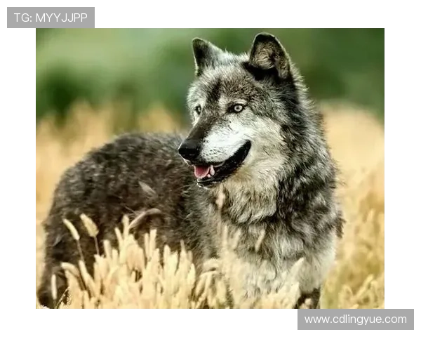 狼牙：野性的呼唤，力量的象征